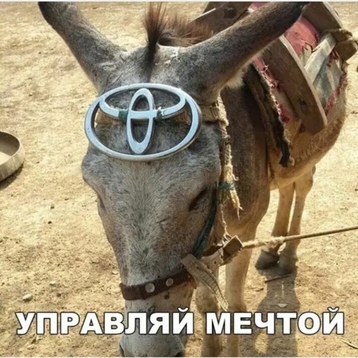 В Московской области трудолюбивый водитель из Средней Азии, чтобы оптимизировать свою прибыль принимает..