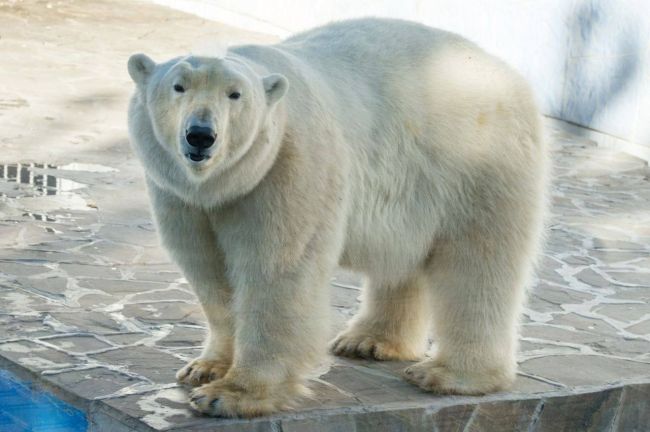 Белой медведице Комете из ростовского зоопарка исполнилось 11 лет. 

Животное привезли на Дон из Чехии в 2014..