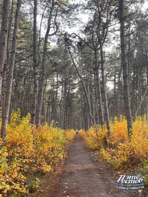 Щепкинский лес🌲- одно из самых красивых мест Ростова-на-Дону. Там есть и сосновая алея и берёзовая роща, и..