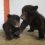 Жители Новосибирской области заметили двух медвежат

Жители Убинского района Новосибирской области..