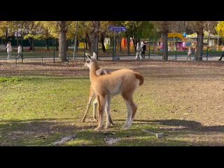 Малыши гуанако Ростовского зоопарка выросли и теперь резвятся. Какие они хорошенькие 🦙 
 
Видео:..