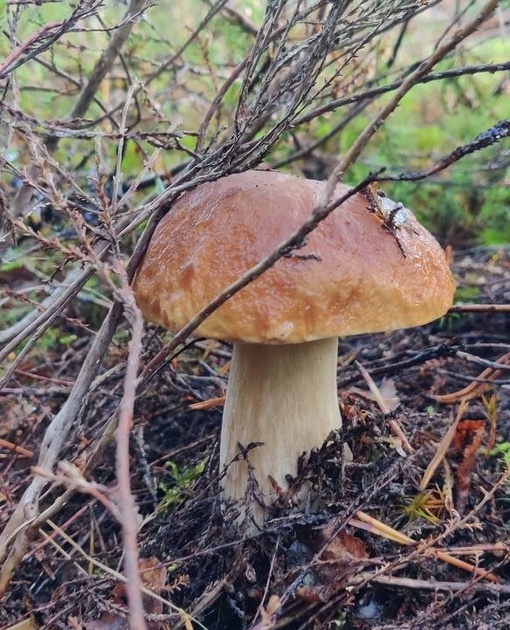Петербуржцы продолжают собирать грибы в Ленинградской области 
 
Ассортимент заметно сократился, однако это..