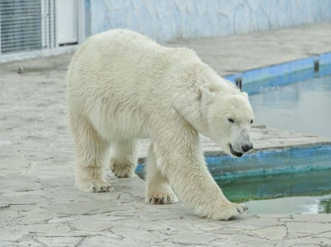 Белой медведице Комете из ростовского зоопарка исполнилось 11 лет. 

Животное привезли на Дон из Чехии в 2014..