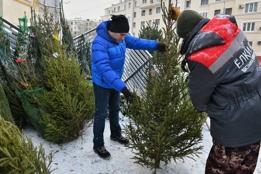 🎄Скоро в Нижнем начнут работать елочные базары — они откроются во второй половине декабря.

Купить елочку и..