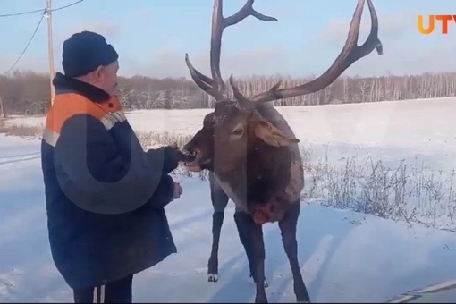 🦌В Башкирии олень вышел к людям в поисках пропитания 
 
В Стерлибашевском районе олень вышел к людям...