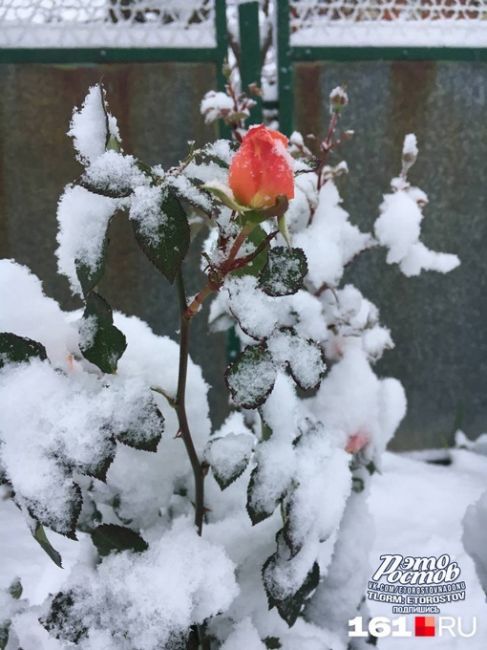 ❄ Зимняя сказка на севере Ростовской..