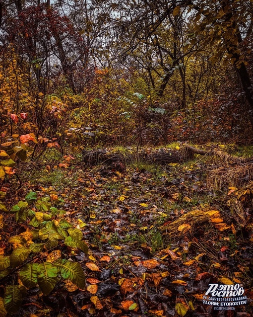 Дождливый денёк в Кумженской роще..