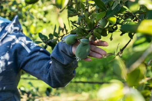 В Краснодарском крае собирают урожай фейхоа. 

Единственное место, где эту экзотическую ягоду выращивают в..