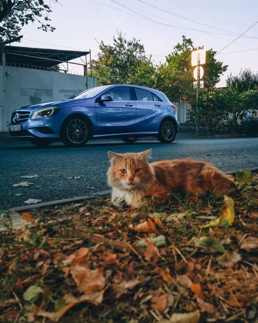 Подборка краснодарских котиков для отличного настроения 🐈

Фото: Анна..