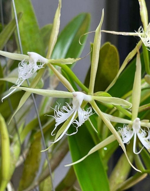 🌸В "Аптекарском огороде" сейчас можно полюбоваться на тропические орхидеи.

Они расцвели в пальмовой..