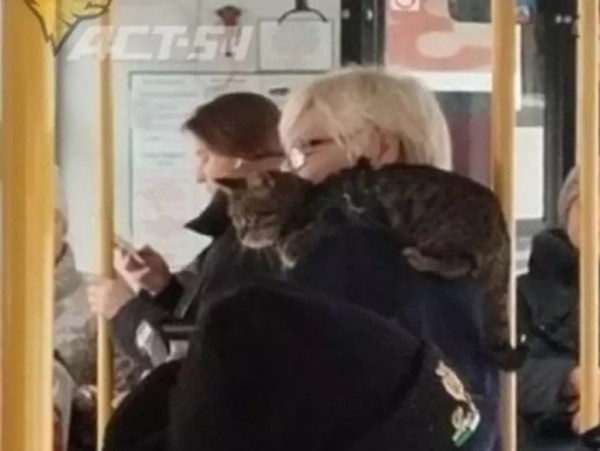  В автобусе №39 а Новосибирске заметили кондуктора с серым котом на плече. Об этом пишет телеграм-канал..