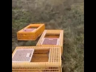 В Ростовской области 300 особей фазана выпустили в естественную среду обитания.

Они будут обитать на..