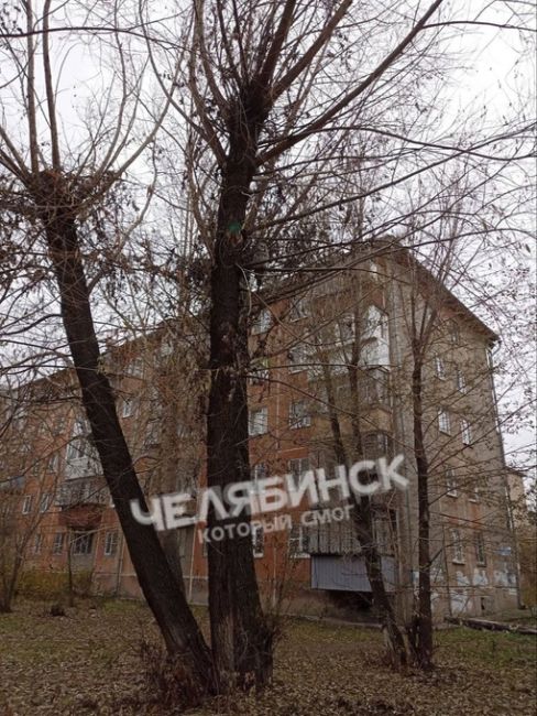 Сову заметили в Ленинском районе. Она сидела на дереве и позировала.

Фото: теоеграм-канал «Челябинск,..