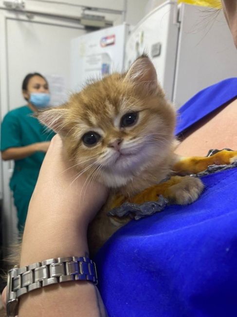 Добрая новость из соседней республики 😊 
 
Ветеринары клиники в Уфе установили котенку с врожденной..