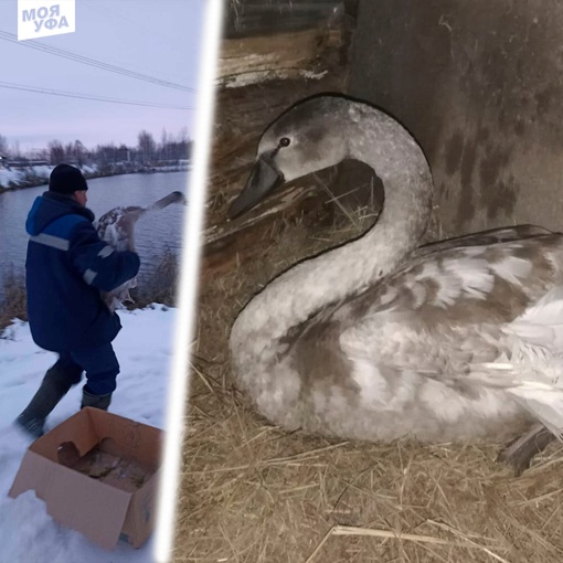#ПостДобра

🦢😍 Жители Башкирии спасли лебедя, который не смог улететь в теплые края из-за поврежденного..