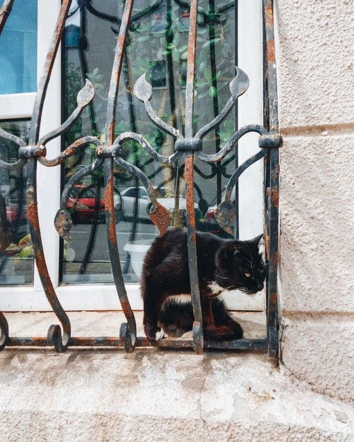 Подборка краснодарских котиков для отличного настроения 🐈

Фото: Анна..