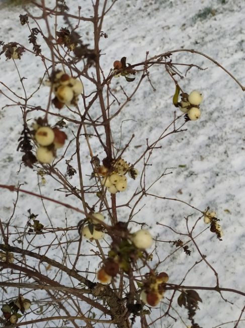 Наши читатели продолжают делиться фотоснимками утреннего снега в Ростове..