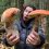 Петербурженка нашла в лесах Всеволожского района два гигантских подосиновика. Один из грибов оказался..