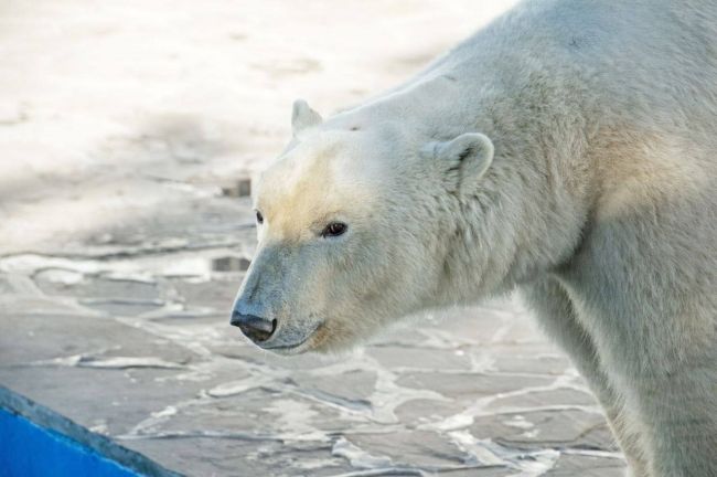 Белой медведице Комете из ростовского зоопарка исполнилось 11 лет. 

Животное привезли на Дон из Чехии в 2014..