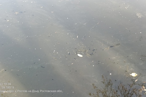 В Щепкинском лесу местные заметили пену и муть в местном водоёме.

"С недавнего времени для очистки..