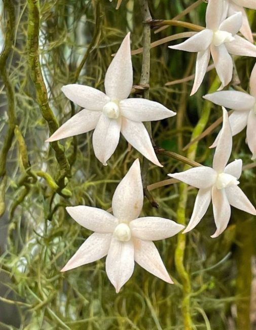 🌸В "Аптекарском огороде" сейчас можно полюбоваться на тропические орхидеи.

Они расцвели в пальмовой..