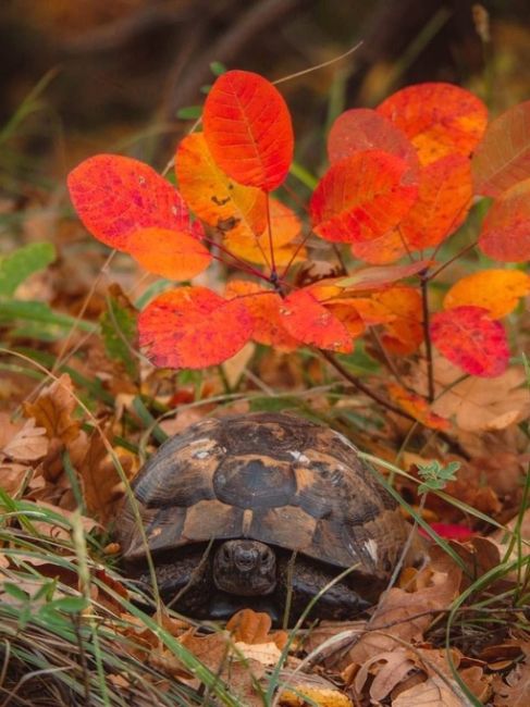 Черепашка, найденная в Абрау! 🐢🍂 

фото..