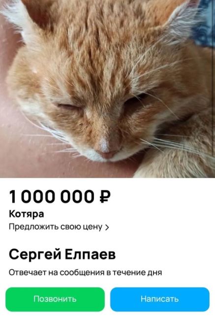 Пермяк решил продать своего «котяру» за 1 млн рублей; потому что «он его выгнал из дома и подумал, что он царь..