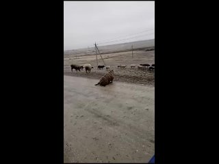 😒Из-за непогоды в Башкирии страдают как люди, так и животные
 
Ледяной дождь испытывает жителей региона на..