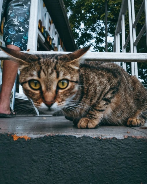 Подборка краснодарских котиков для отличного настроения 🐈

Фото: Анна..