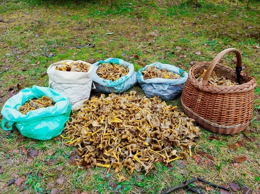 Петербуржцы продолжают собирать грибы в Ленинградской области 
 
Ассортимент заметно сократился, однако это..
