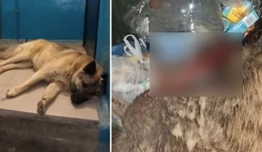 Омич зарезал собаку по просьбе ее хозяйки

В Уватском районе мужчина кухонным ножом убил собаку...