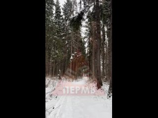 От подписчиков

В лесу в районе лыжной базы Динамо снег которы выпал сегодня ночью и утром желто серого..