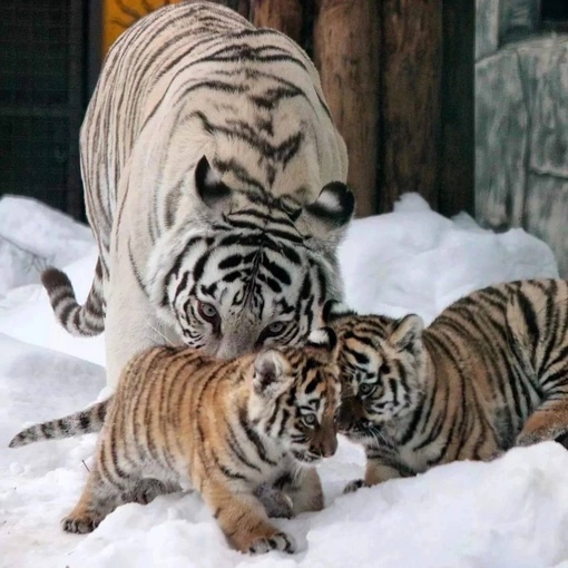 🗣️ приятные новости 

Нижегородские мамы смогут бесплатно посетить зоопарк «Лимпопо»

Акция «Подарите..