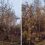 В мэрии Омска одобрили вырубку около двух тысяч деревьев по улице 10 лет Октября

Это необходимо для..