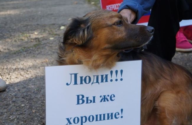 Первый регион РФ узаконил убийство бездомных собак

Парламент Бурятии принял закон, который разрешает..