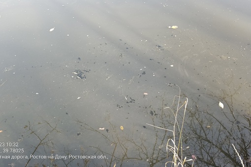 В Щепкинском лесу местные заметили пену и муть в местном водоёме.

"С недавнего времени для очистки..