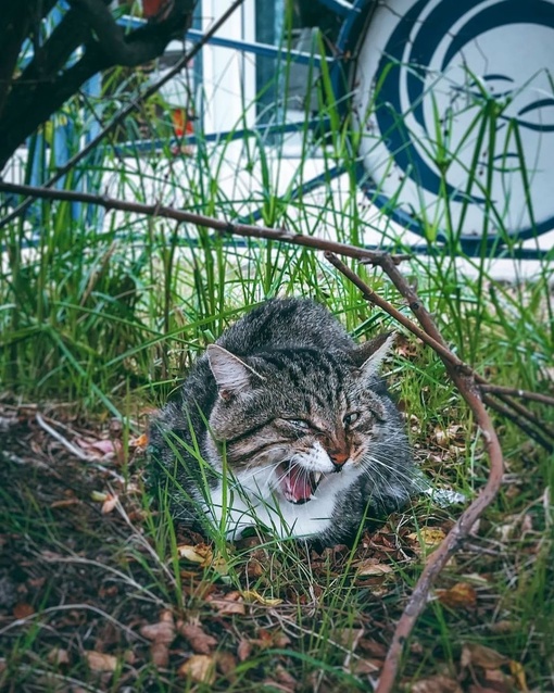 Подборка краснодарских котиков для отличного настроения 🐈

Фото: Анна..