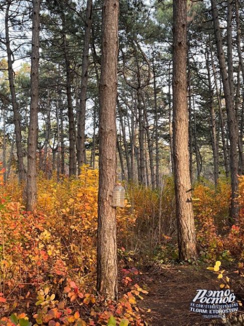 Щепкинский лес🌲- одно из самых красивых мест Ростова-на-Дону. Там есть и сосновая алея и берёзовая роща, и..