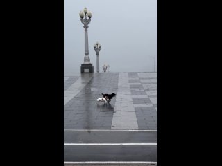 Весёлое активное утро на верхней террасе Центральной набережной, укутанной очень плотным осенним туманом..