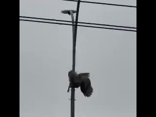 В микрорайоне Академ Риверсайд сова застряла на столбе

Неравнодушные жители пытались ей помочь, но не..