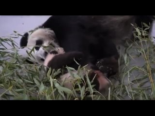 Новые милые кадры мз Московского зоопарка.

Малышка панда подрастает, ходить она пока еще не научилась, но..