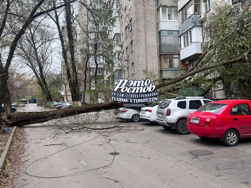 🌳 В Ростове начался деревопад. Одно из них упало на дом на..