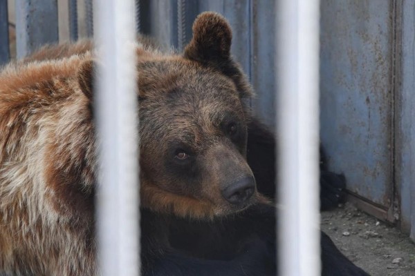 Новосибирские дрессировщики подали в суд на зоозащитников, забравших у них медведей

Новосибирские..