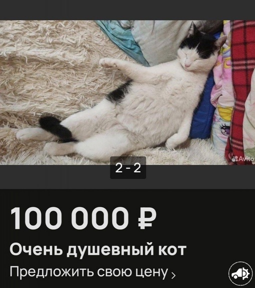 🗣В Нижнем продают кота за 100 000 ру
 
В объявлении говорится, что он всегда встречает и провожает. Добрый,..