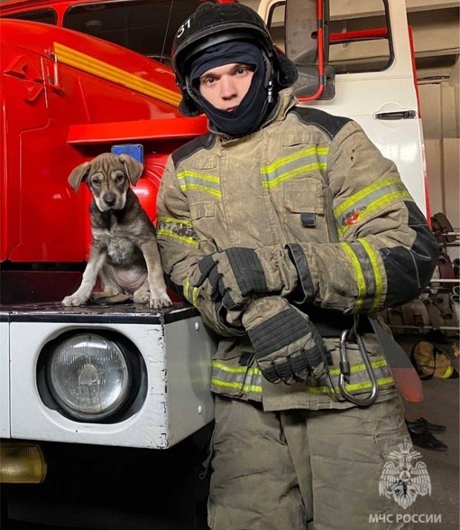 В новом составе троицких пожарных появился еще один член команды — маленькая собачка по кличке Джесси

Во..