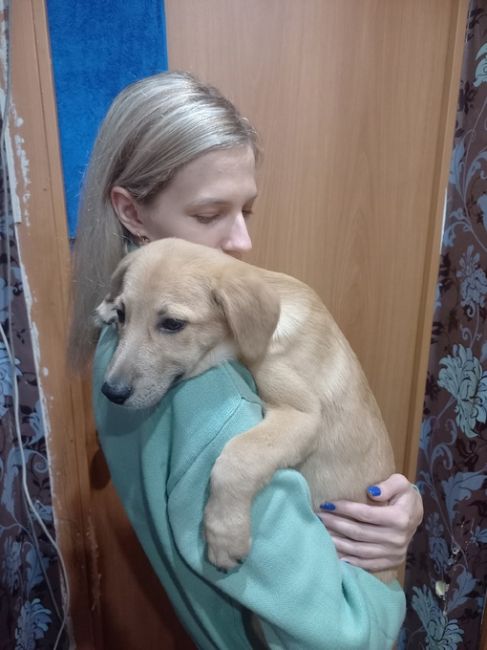 Найден щенок девочка на вид месяца, видно то что домашняя, была найдена по адресу пр-т Сибирский 2 в 1 подъезде...