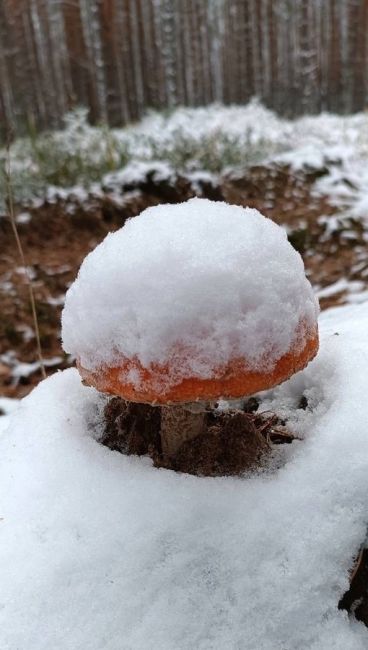 На прогулке по лесам Сокольского района можно найти не только грибы.

На днях, например, к грибникам вышли..