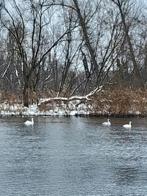 "А белый лебедь на пруду.."
Набережная Острогожск, лебеди 26.11.23

📷Ольга..
