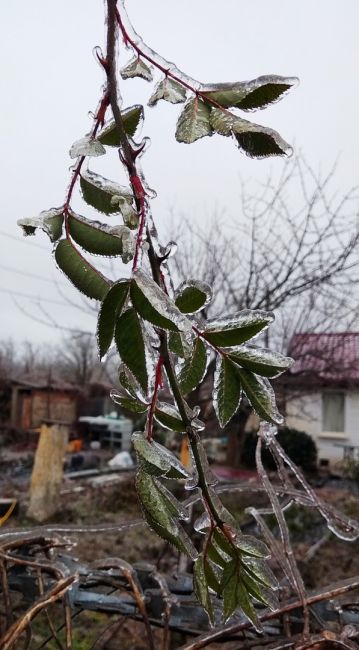 В Новочеркасске природа в прямом смысле слова..