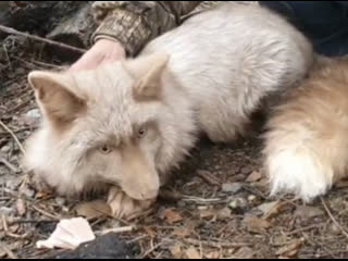 В волгоградском зооцентре «Дино» поселились новые жители – три лисички-сестрички, которых спасли от участи..
